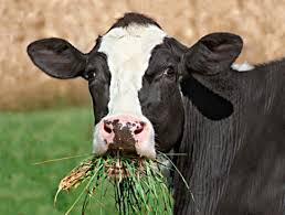 eating cow